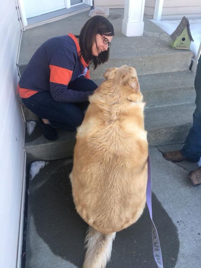 Власник приніс свого розтовстілого ретривера у ветеринарну клініку, щоб його позбавити життя, але ветеринар врятував життя собаці. Це історія про те, як пес зміг схуднути. Тепер він у відмінній формі і має люблячу сім'ю.