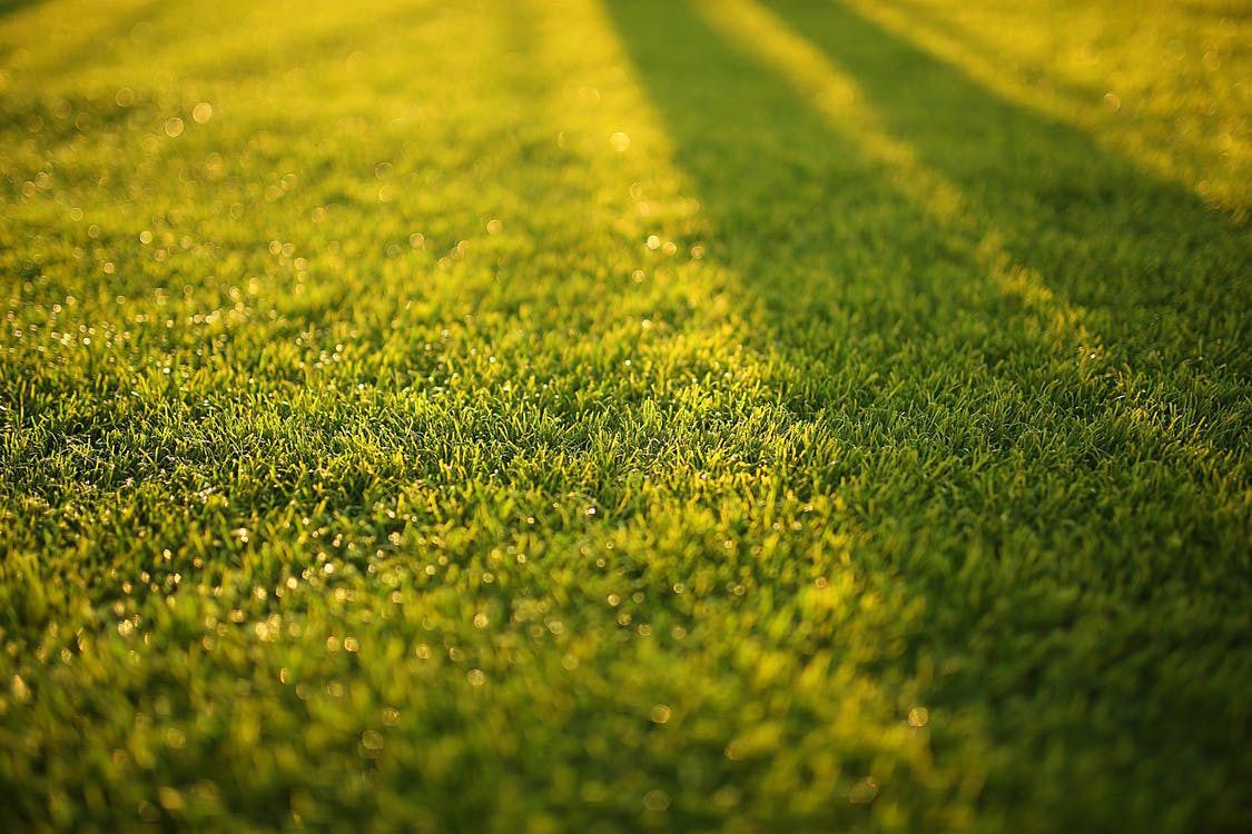 Всихання газону: чому жовтіє трава і як цим боротися. Газон може почати всихати задовго до осіннього сезону.