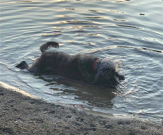 Синьо-зелені водорості у прісноводних водоймах вбивають собак. Це небезпечно не тільки для собак.