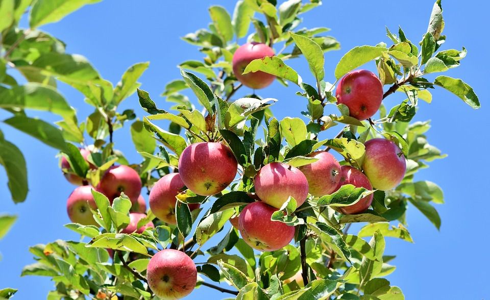 Чим підживити яблуню в серпні, під час дозрівання плодів. Рецепти підживлення яблунь в період дозрівання плодів у серпні. На що слід звернути особливу увагу.