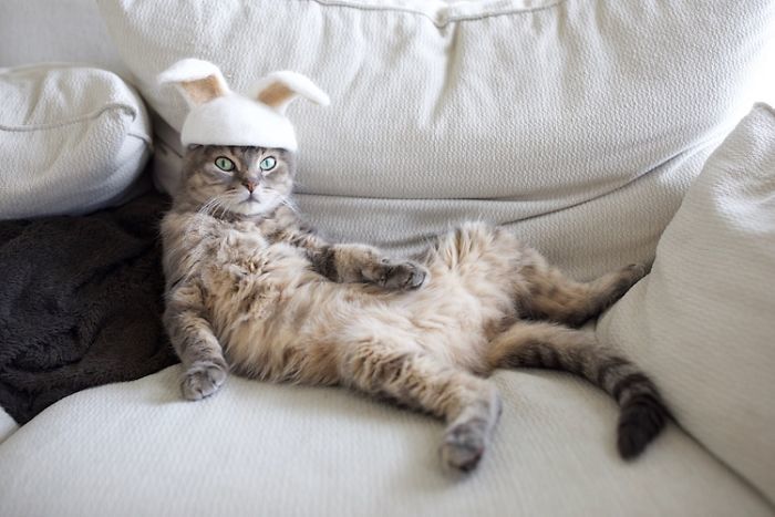 Японський художник-кошатник придумав собі вельми корисне хобі з котячої шерсті. У цих чудових капелюшків для кішок є один важливий секрет.
