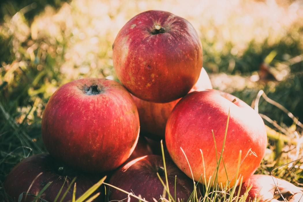Які сорти яблук вважаються найсмачнішими та найкориснішими. Зараз наш ринок саджанців заполонили іноземні сорти яблук.