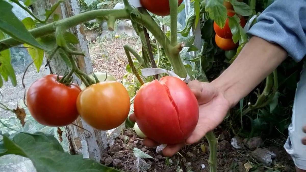 Чому лопаються помідори-гіганти. У вирощуванні гігантів є свої особливості.