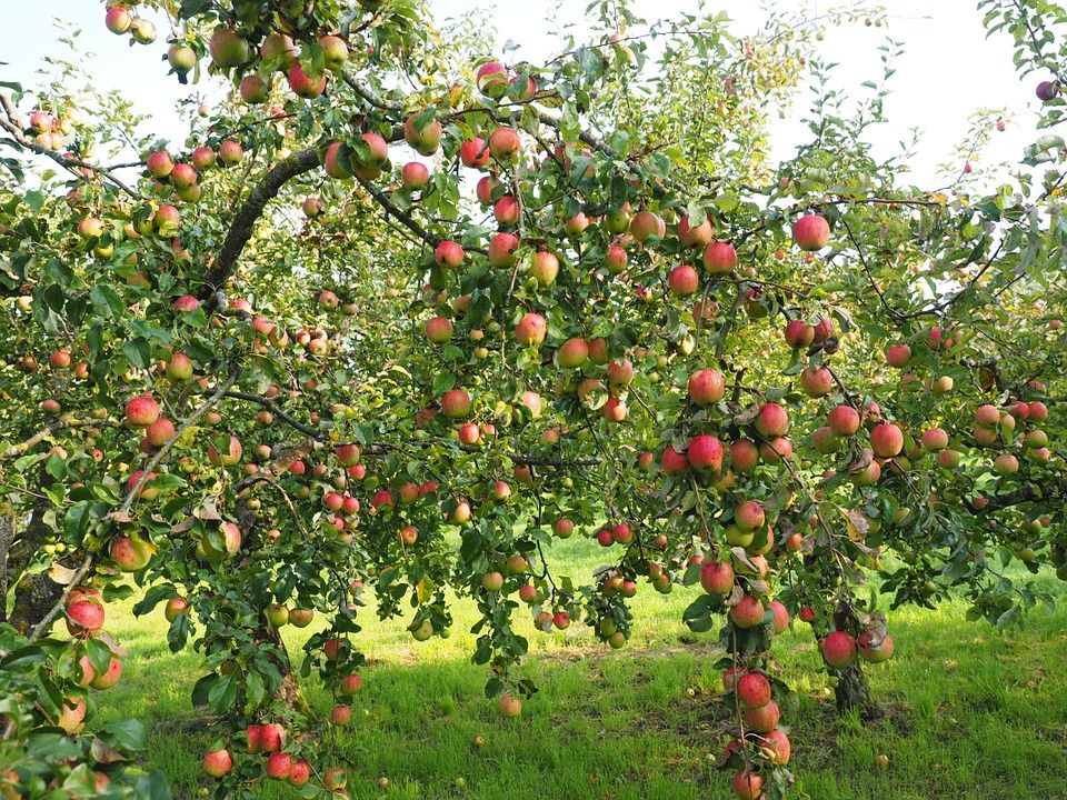 Правильний збір яблук є важливою складовою їх тривалого зберігання. Збирати урожай яблук потрібно не тільки вчасно, а й правильно.