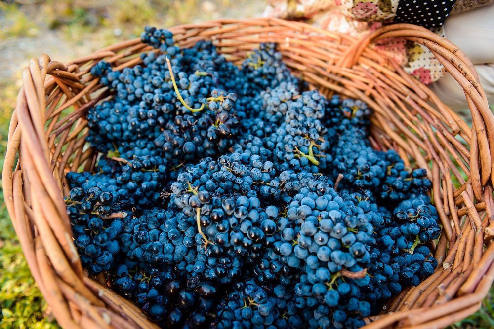 Секрети збору та правильного зберігання винограду. Збір та зберігання винограду треба робити правильно.
