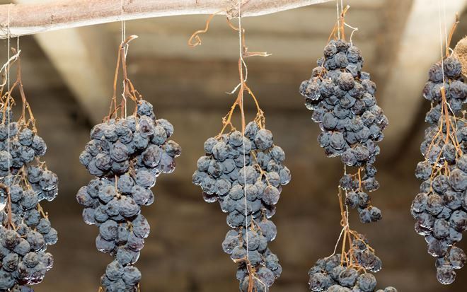 Секрети збору та правильного зберігання винограду. Збір та зберігання винограду треба робити правильно.