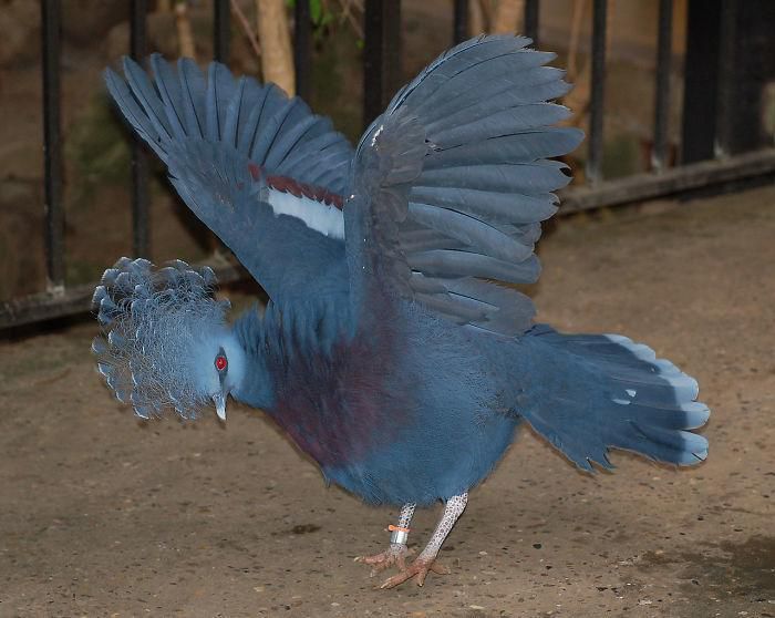 Вінценосний голуб — птах неземної краси, який може вирости розміром з індика. Красиві та досить рідкісні.