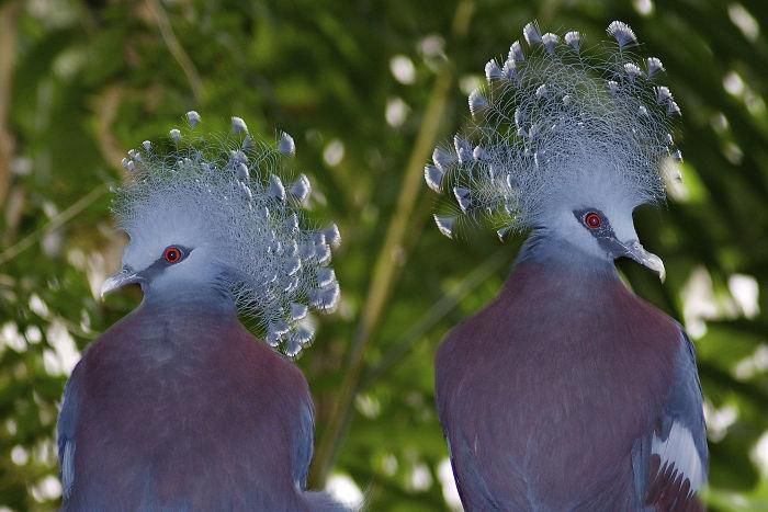 Вінценосний голуб — птах неземної краси, який може вирости розміром з індика. Красиві та досить рідкісні.