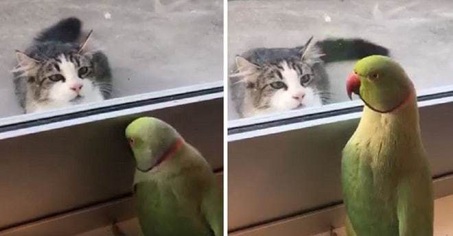 Кмітливий папуга вирішив подражнити кота, який вирішив їм поживитися. Папуга знав що кіт не міг йому нашкодити. Смішне відео зняла господиня зеленого папуги, спостерігаючи як той розігрує кота.