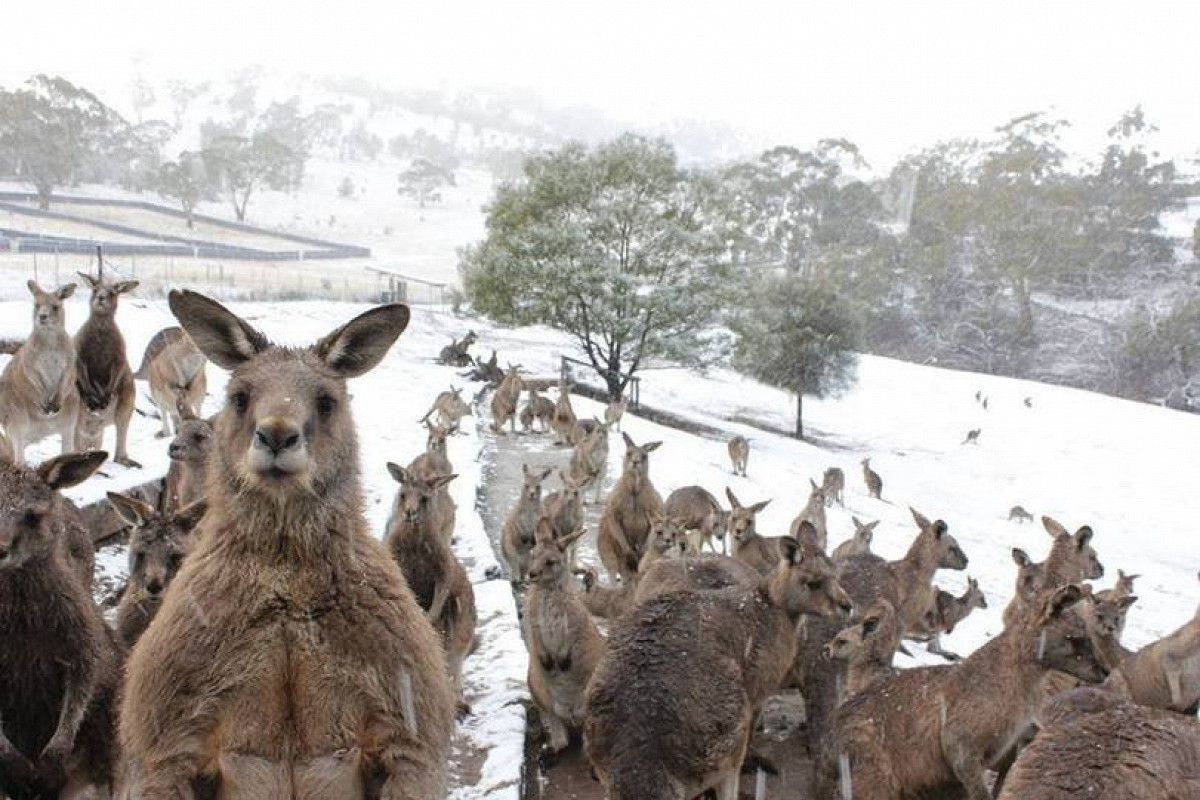 Австралійцю вдалося зняти дуже позитивну сцену – кенгуру радіють снігу, переживши стихію. Таке трапляється нечасто.
