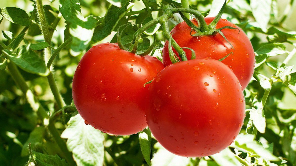 Заходи щодо догляду за томатами, щоб прискорити їх дозрівання у відкритому ґрунті. Що робити, щоб помідори на грядках дозріли як можна раніше?