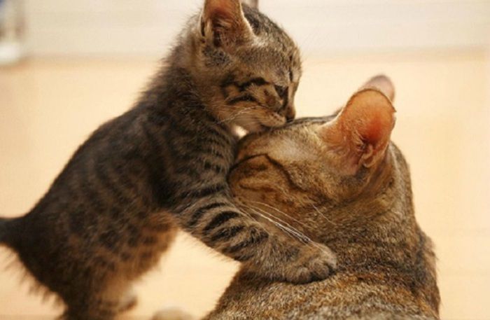 20 дуже милих фото кішок з кошенятами — мамина любов без меж. Що може бути сильніше материнської любові?