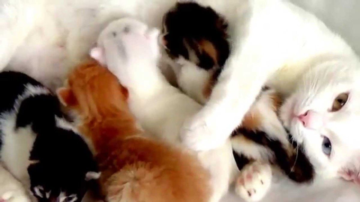 20 дуже милих фото кішок з кошенятами — мамина любов без меж. Що може бути сильніше материнської любові?