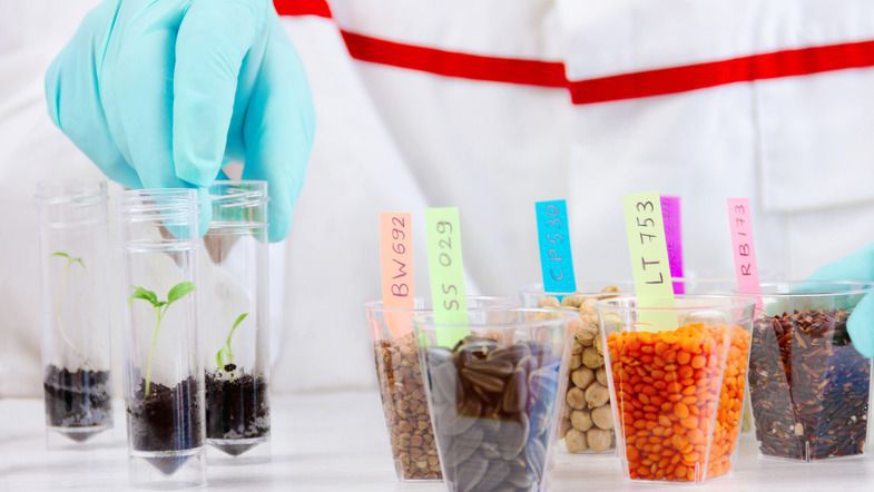 Найбільш небезпечні продукти ГМО: вчені склали список. Фахівці прийшли до висновку, що деякі ГМО-продукти можуть викликати серйозні проблеми зі здоров'ям.