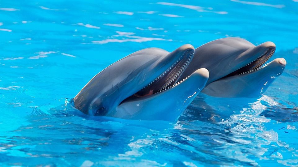 20 цікавих фактів про дельфінів і їх здібності. Дельфіни настільки розумні, що навіть собаки не можуть зрівнятися з ними за рівнем розвитку інтелекту. Про це та інше читайте у нашій статті.