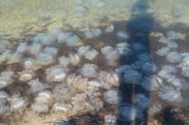 Азовське море перетворилося на "суп з медуз". Медузи в Азовському морі все прибувають і прибувають, з-за чого у воді стало просто неможливо купатися, а саме море стало більше схоже на «суп».