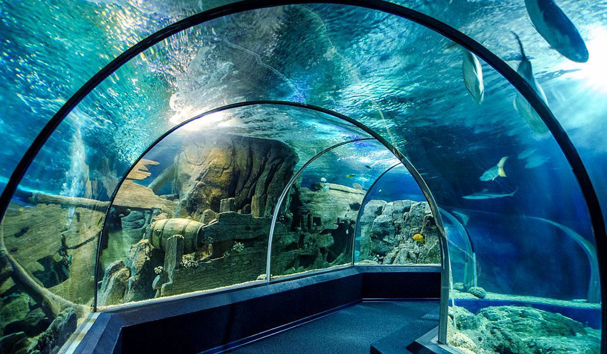 Восени у центрі Києва відкриють підземний океанаріум. Віталій Кличко показав, як відбувається масштабна реконструкція зоопарку вартістю 530 мільйонів гривень.