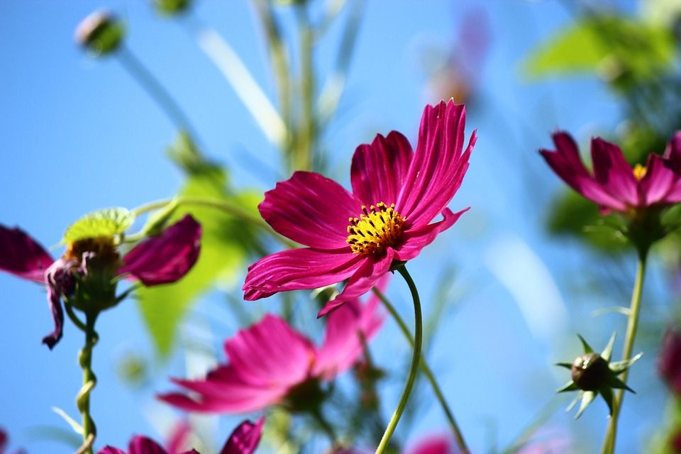 Квіти-самосіви: у чому переваги таких рослин. У порівнянні зі своїми побратимами, посіяними навесні, сходи квітів-самосівів більш витривалі.