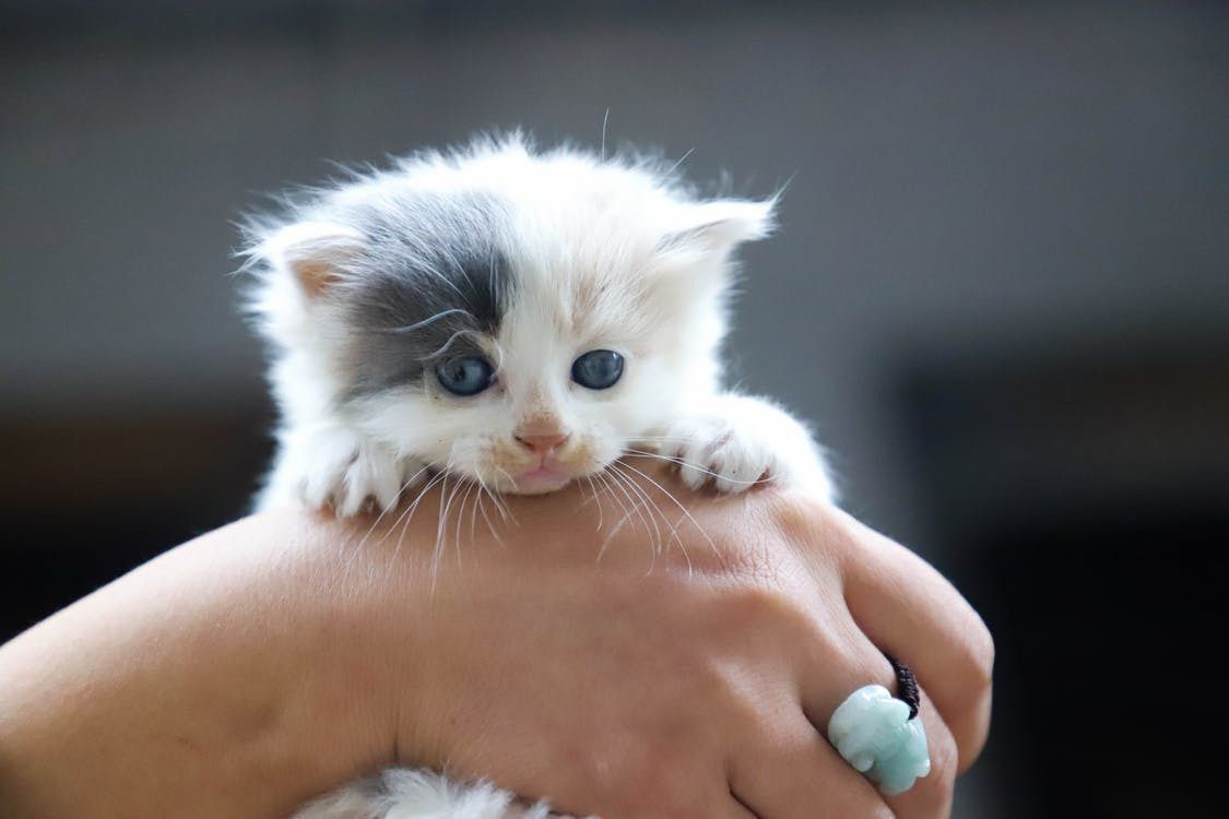 У Китаї успішно клонували кошеня. Китайська біотехнологічна компанія Sinogene вперше клонувала кошеня.