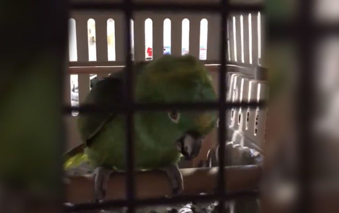 Плаче прямо як дитина: папуга здивував користувачів Інтернету — відео. Реалістичні звуки птиці насторожують навіть перехожих.