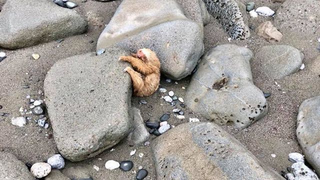 Після припливу з-під каміння дикого пляжу почувся плач. Це крихітка лінивець кликав людей на допомогу!. Такий беззахисний малюк!