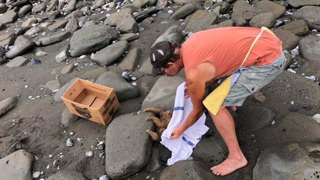 Після припливу з-під каміння дикого пляжу почувся плач. Це крихітка лінивець кликав людей на допомогу!. Такий беззахисний малюк!