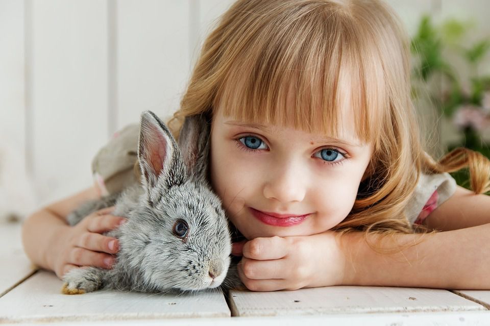 5 причин, чому домашні кролики кусають людей. У цій висвітлені основні причини, чому кролики стають агресивними.