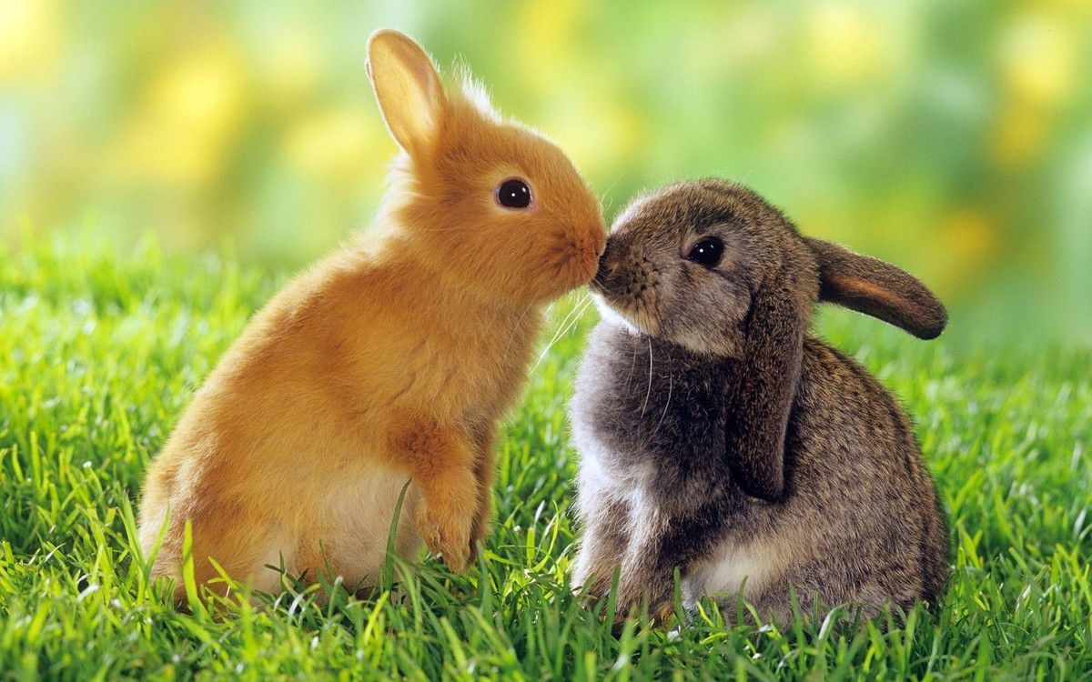 5 причин, чому домашні кролики кусають людей. У цій висвітлені основні причини, чому кролики стають агресивними.