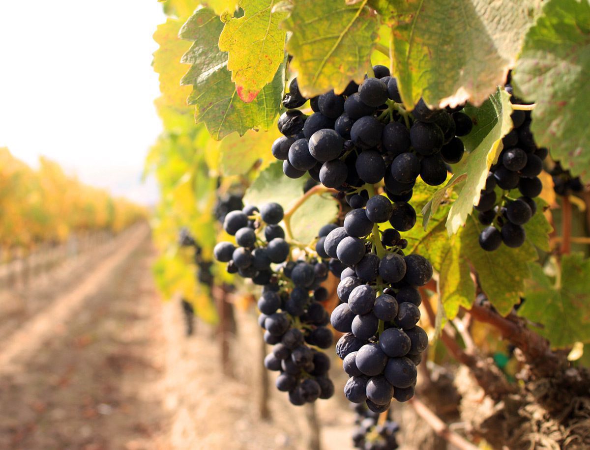 Найпоширеніші причини, через які обсипається листя з винограду. Для такого явища є кілька причин.