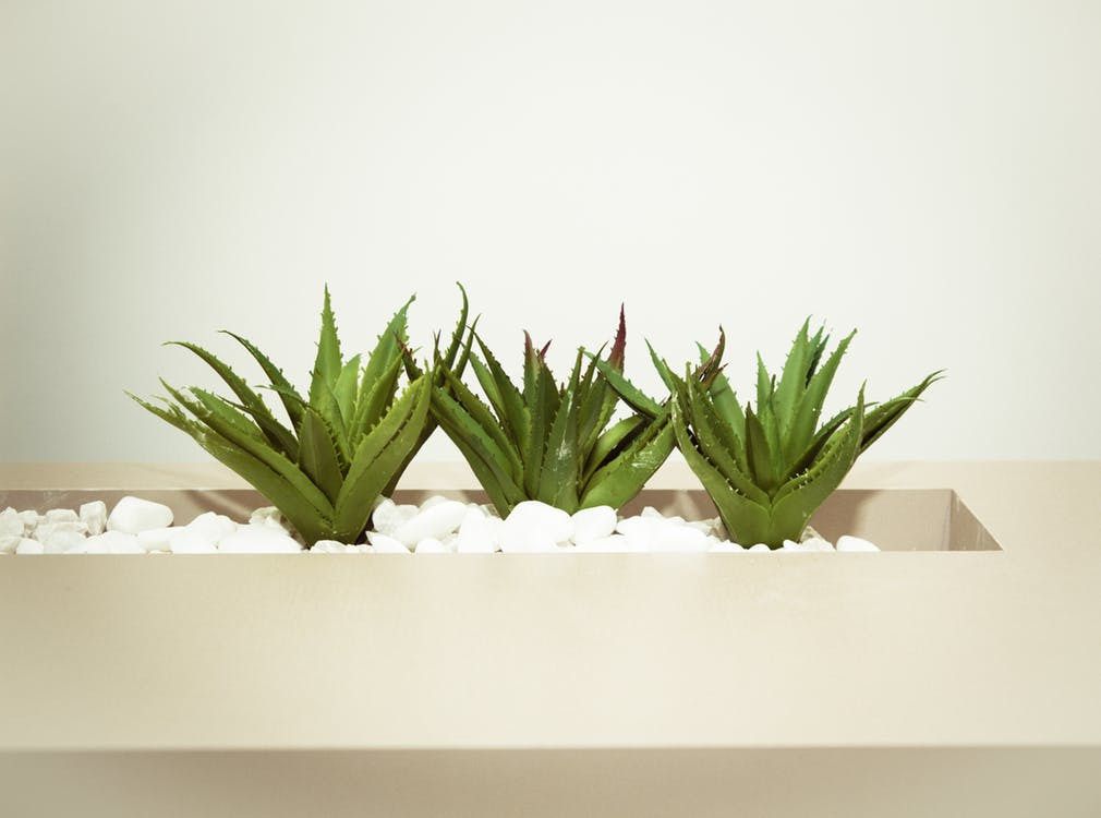 Кімнатні рослини для лінивих з мінімальним доглядом. Існують невибагливі кімнатні рослини, які не зажадають від вас практично ніяких витрат, крім більш-менш регулярного поливу.