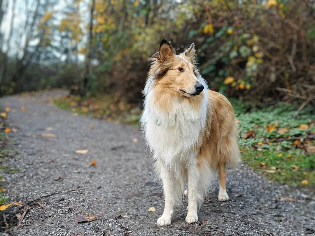 У Польщі пес втік від господаря до своєї коханої, він сам сів на поїзд, що йде в її місто. Порода пса — шотландська вівчарка.
