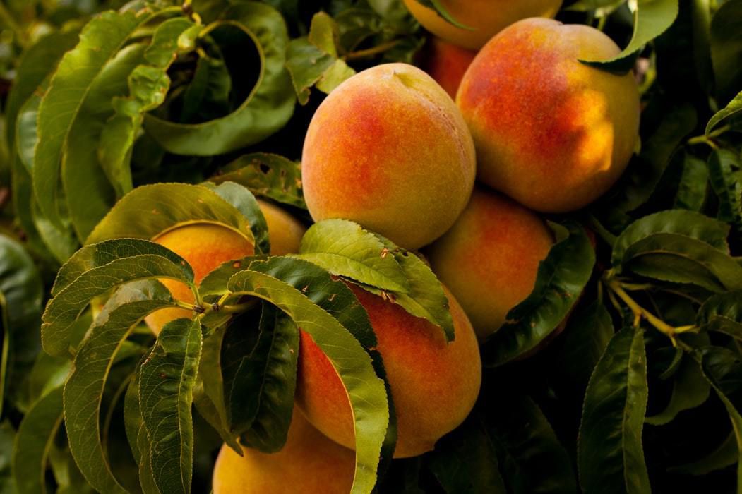 Допоможіть персикам вижити взимку готуємо дерева до зимівлі влітку. В цьому році персики виклалися по повній програмі.