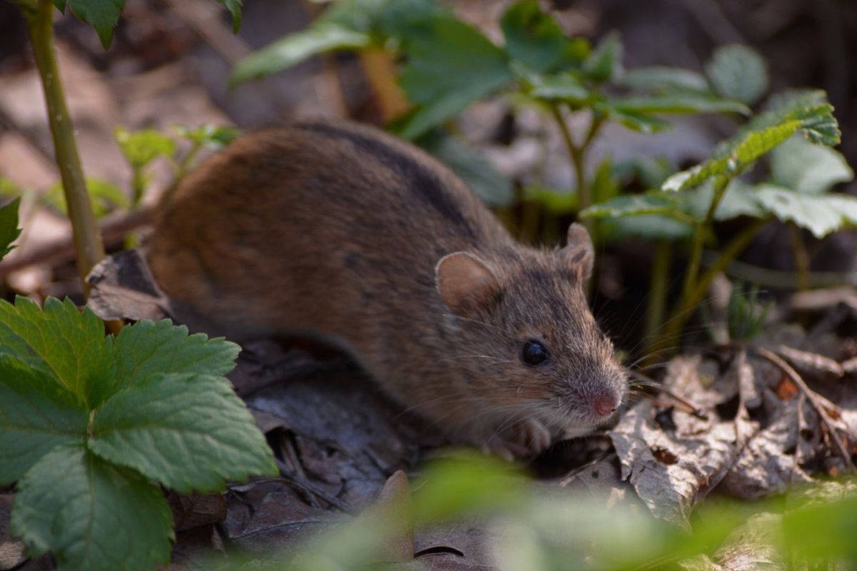 14 рослин, через які миші обходитимуть ваш город за багато кілометрів. Мишей на городі можна позбутися за допомогою рослин.