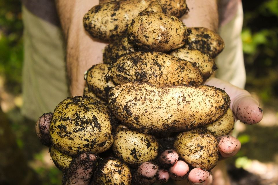Як зберегти зібрану картоплю на зиму: тонкощі довгого зберігання врожаю від агрономів. Багато сортів картоплі вже готові до викопування, і справ стає ще більше.