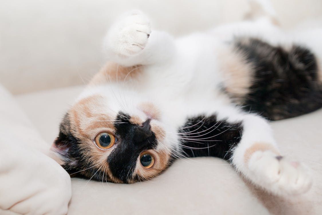 Поради ветеринара: як зробити життя кішки гармонійним. Навіть досвідчені кошатники не застраховані від помилок в процесі утримання кішки.