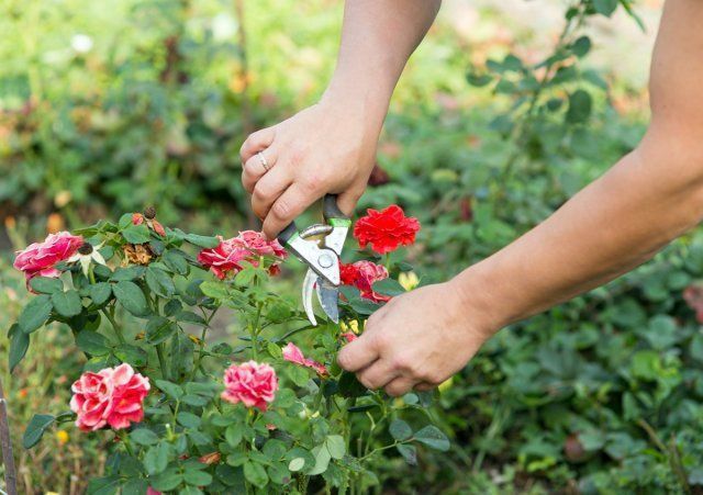 Як правильно пересаджувати троянду на нове місце. Пересадку рослини слід робити правильно.