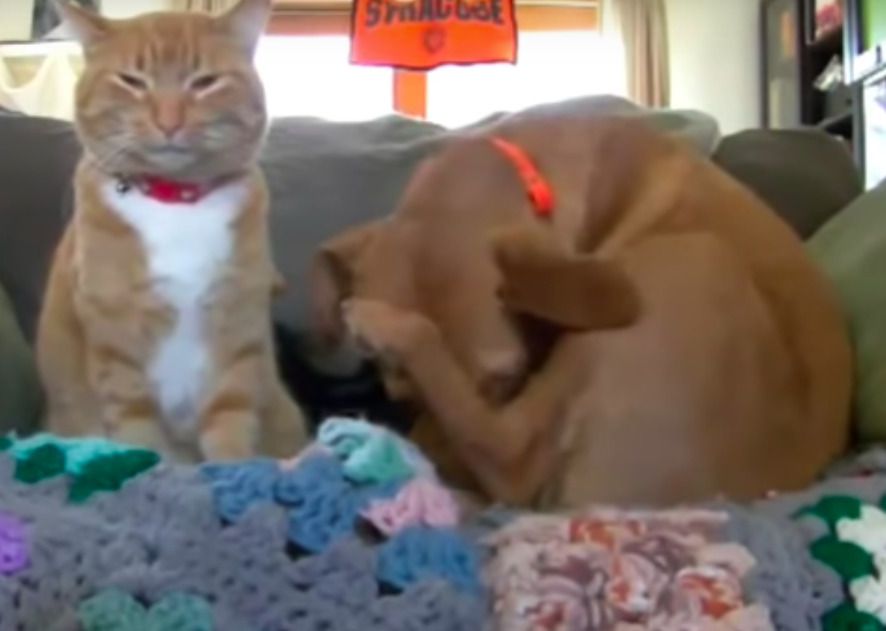 Господиня залишила кота і собаку самих вдома і вирішила зняти на відео чим вони будуть займатися. Люди дізналися, чим кіт і пес займаються вдома.