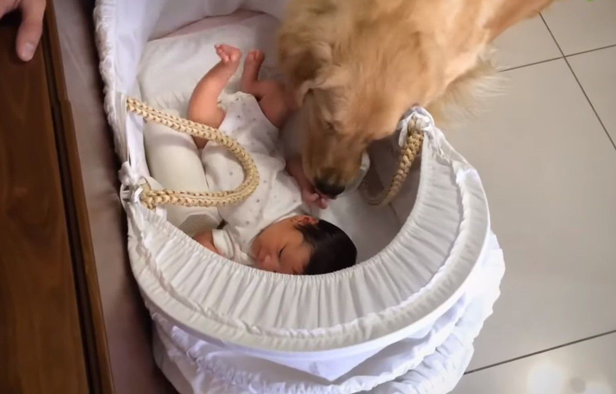 Зворушливе відео з собакою, яка вивчала новонароджену дівчинку. Тварина спробувала почистити п'яти крихті.