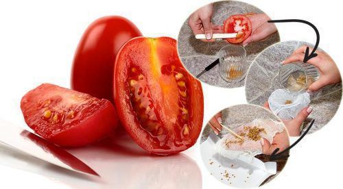 Як можна самостійно зробити заготовку насіння помідорів. Насіння томатів можна заготовити самостійно.