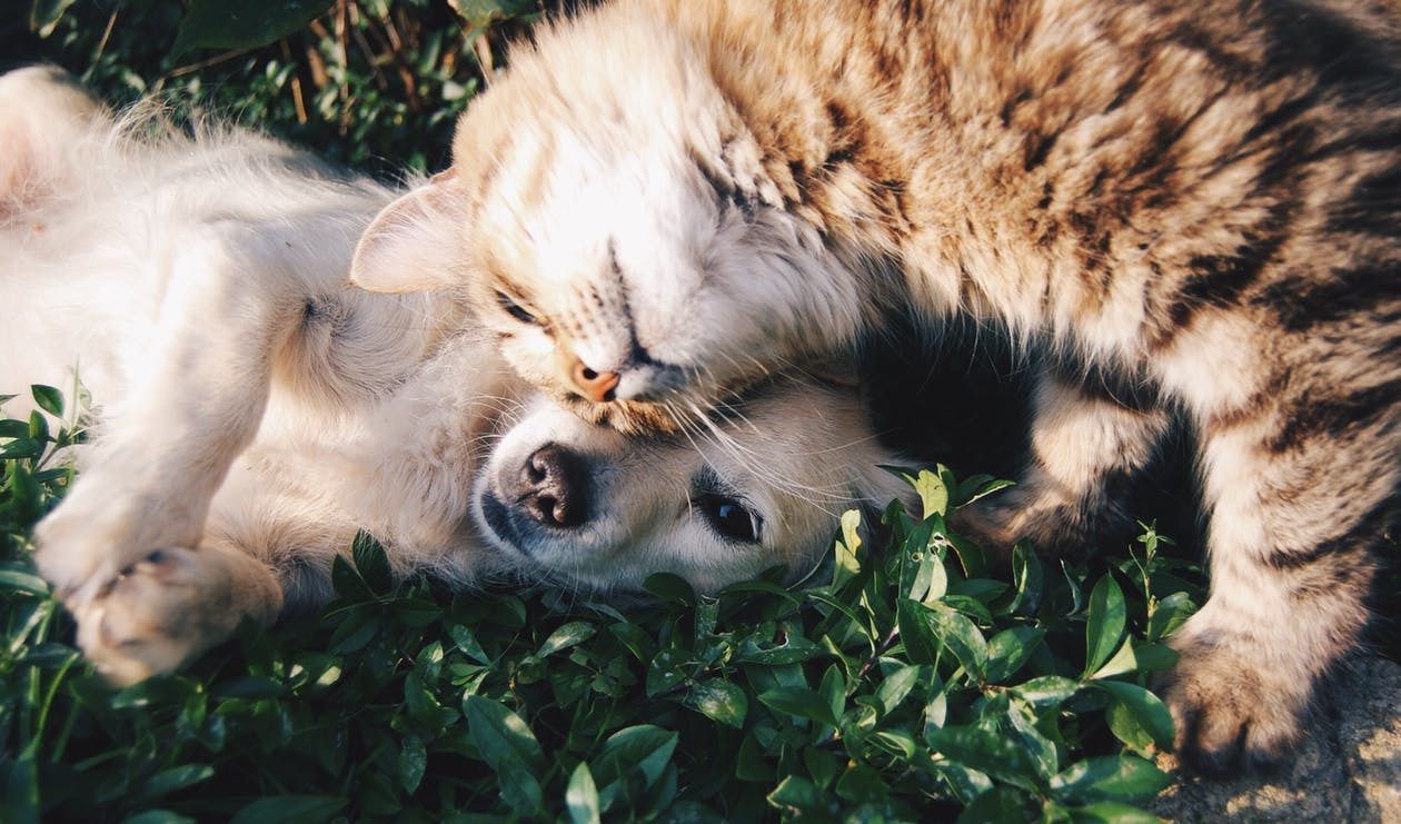 Збалансоване харчування: як годувати собаку і кішку. Що добре для шлунка людини, може виявитися шкідливим для здоров'я собаки або кішки.
