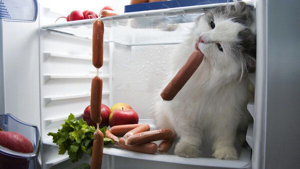 Відео, на якому два нахабних домашніх кота з легкістю відкривають холодильник і добувають собі їжу. Відео пограбування холодильника двома котами розсмішило соцмережі.