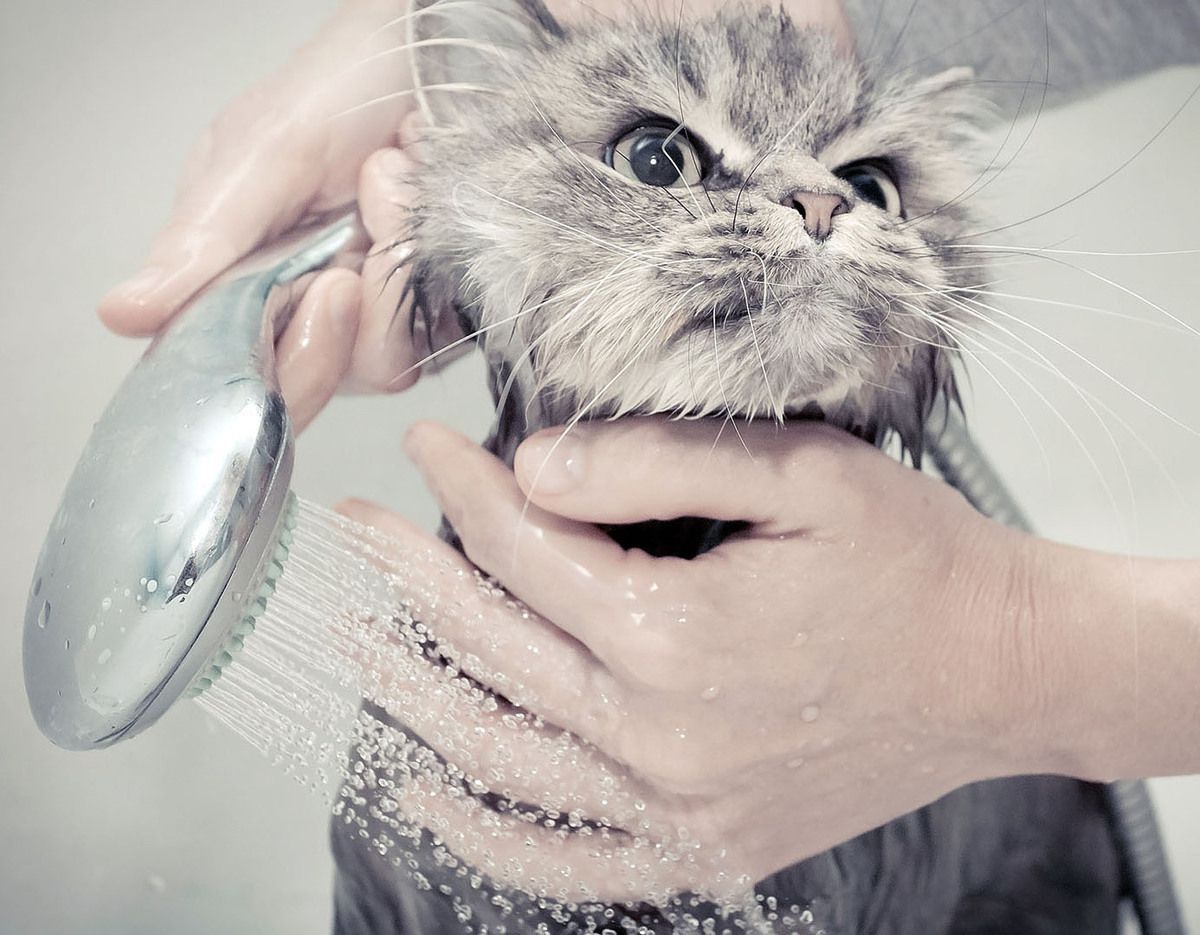 Чому не можна купати кішок. Коли доцільно проводити гігієнічні процедури.