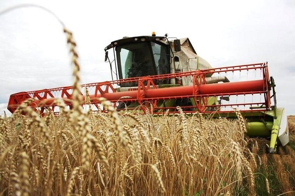 Українські аграрії попереджають про ріст цін на продукти. Подорожчають хлібобулочні та макаронні вироби, рослинні олії, крупи.