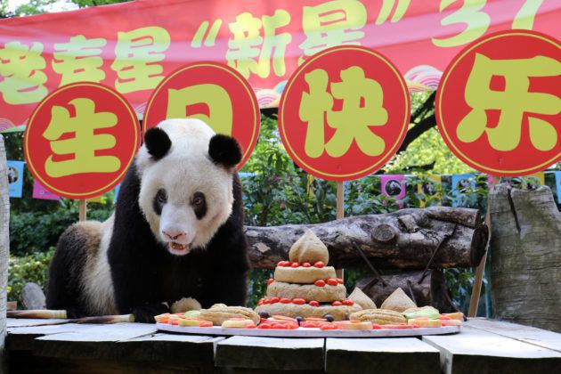 Свій день народження відсвяткувала найстаріша панда у світі. За довге життя у Сінь Сін з'явилося вже 137 нащадків, які нині мешкають у зоопарках багатьох країн.