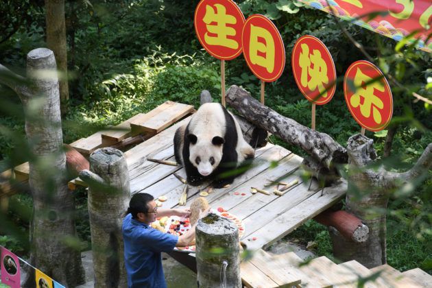 Свій день народження відсвяткувала найстаріша панда у світі. За довге життя у Сінь Сін з'явилося вже 137 нащадків, які нині мешкають у зоопарках багатьох країн.
