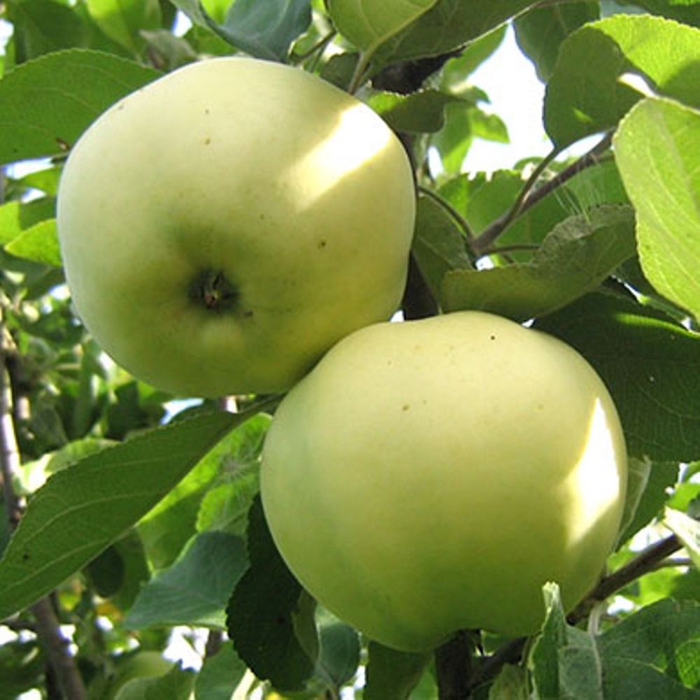 Обсипаються недозрілі яблука: в чому причина. Основні правила, яких потрібно дотримуватися, щоб вберегти урожай яблук.