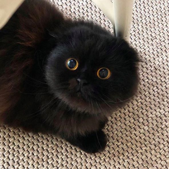 Знайомтеся, Джимо — кіт з найбільшими очима. Чорний кіт Джимо з «бездонними очима-океанами цілком може поборотися з Котом у чоботях зі «Шрека».
