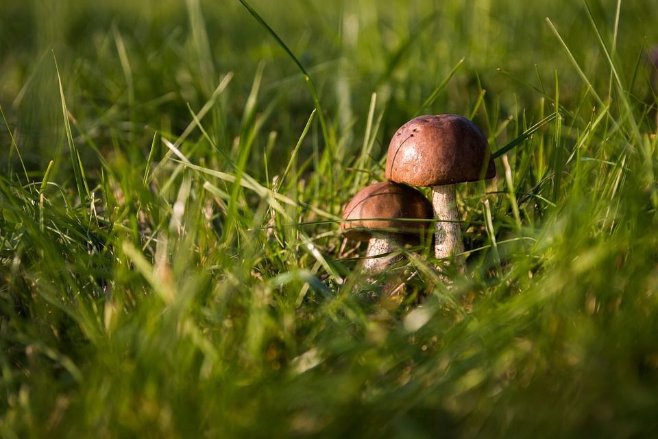 Як швидко і просто знаходити гриби: 5 універсальних порад і секретів для грибників в лісі. Кінець літа і початок осені — це пора, коли можна пройтися по лісу і назбирати багато грибів.
