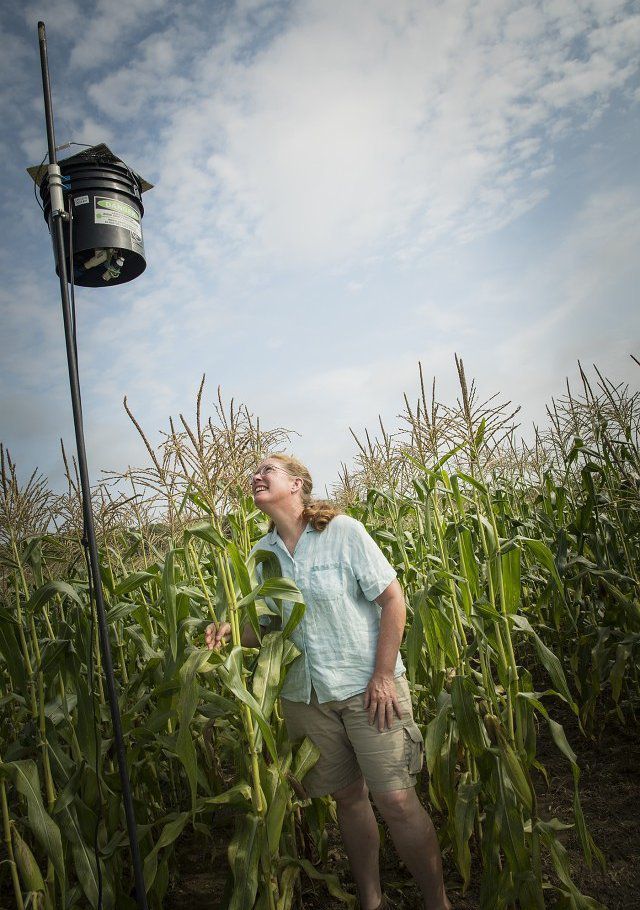 Нове лазерне лякало виробляє дуже дивний ефект на птахів. Професор Ребека Браун з Університету Род-Айленда розробила дешеву лазерну систему відлякування птахів з кукурудзяних полів.