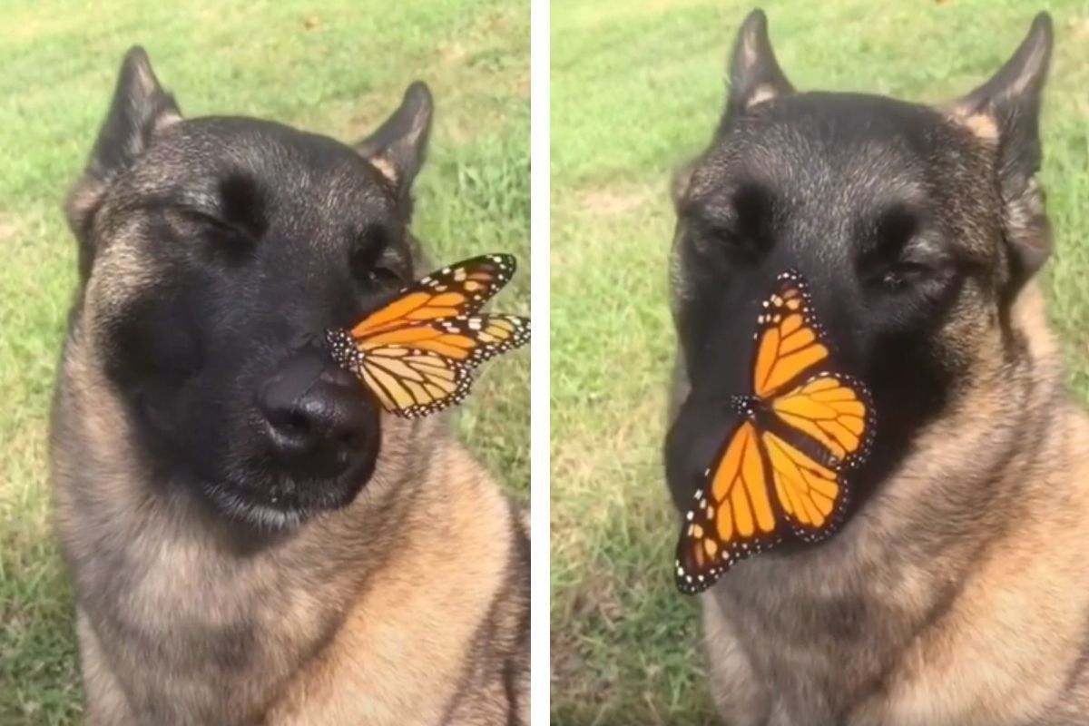 Чарівне відео, де метелик приземлився на носик собаці. Ролик розтопить ваше серце!